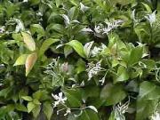 Trachelospermum jasminoides